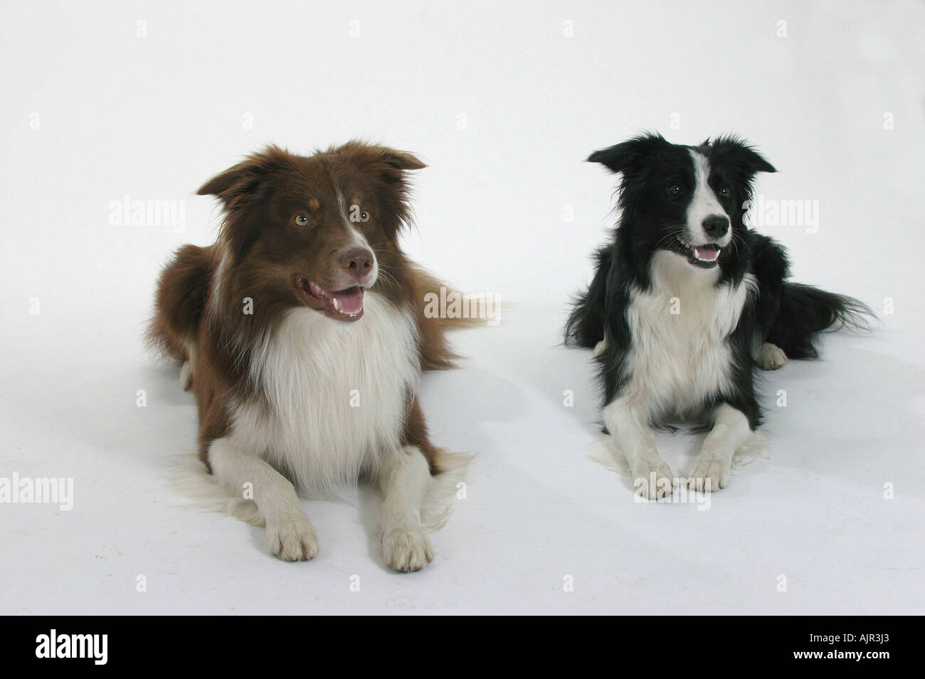 Border Collie Foto Stock