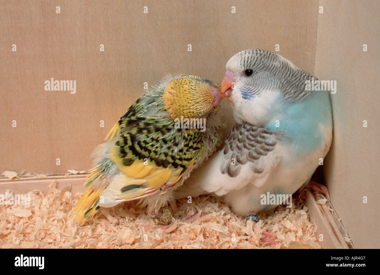 I giovani pappagalli di 3 e 4 settimane nella casella di nesting Melopsittacus undulatus Budgie Foto Stock