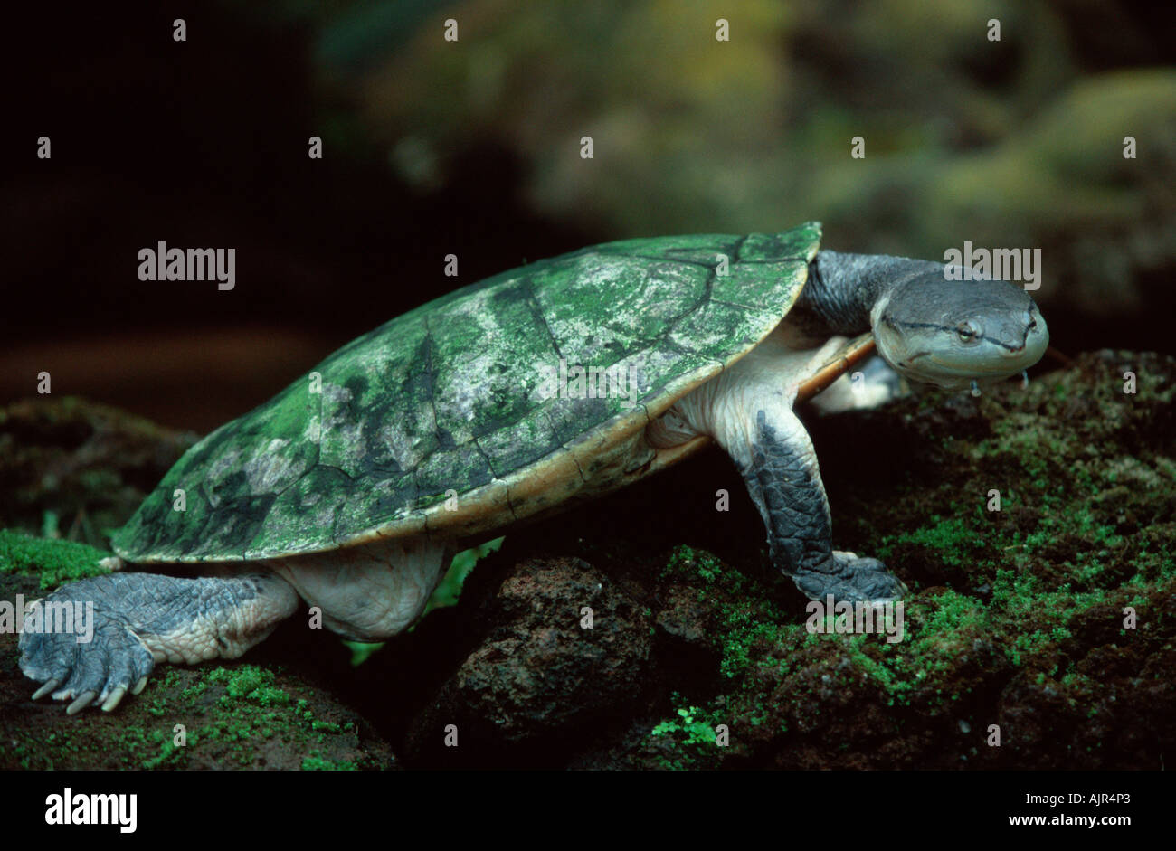 Geoffroy s lato Tartaruga a collo alto Phrynops geoffroanus Foto Stock