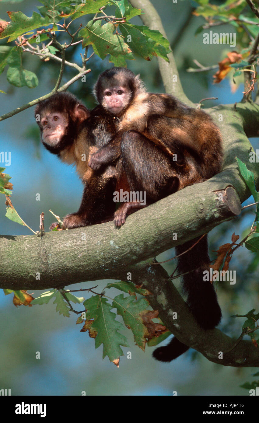 Petto giallo scimmie cappuccino femmina con giovani Cebus apella xantosthennos Foto Stock