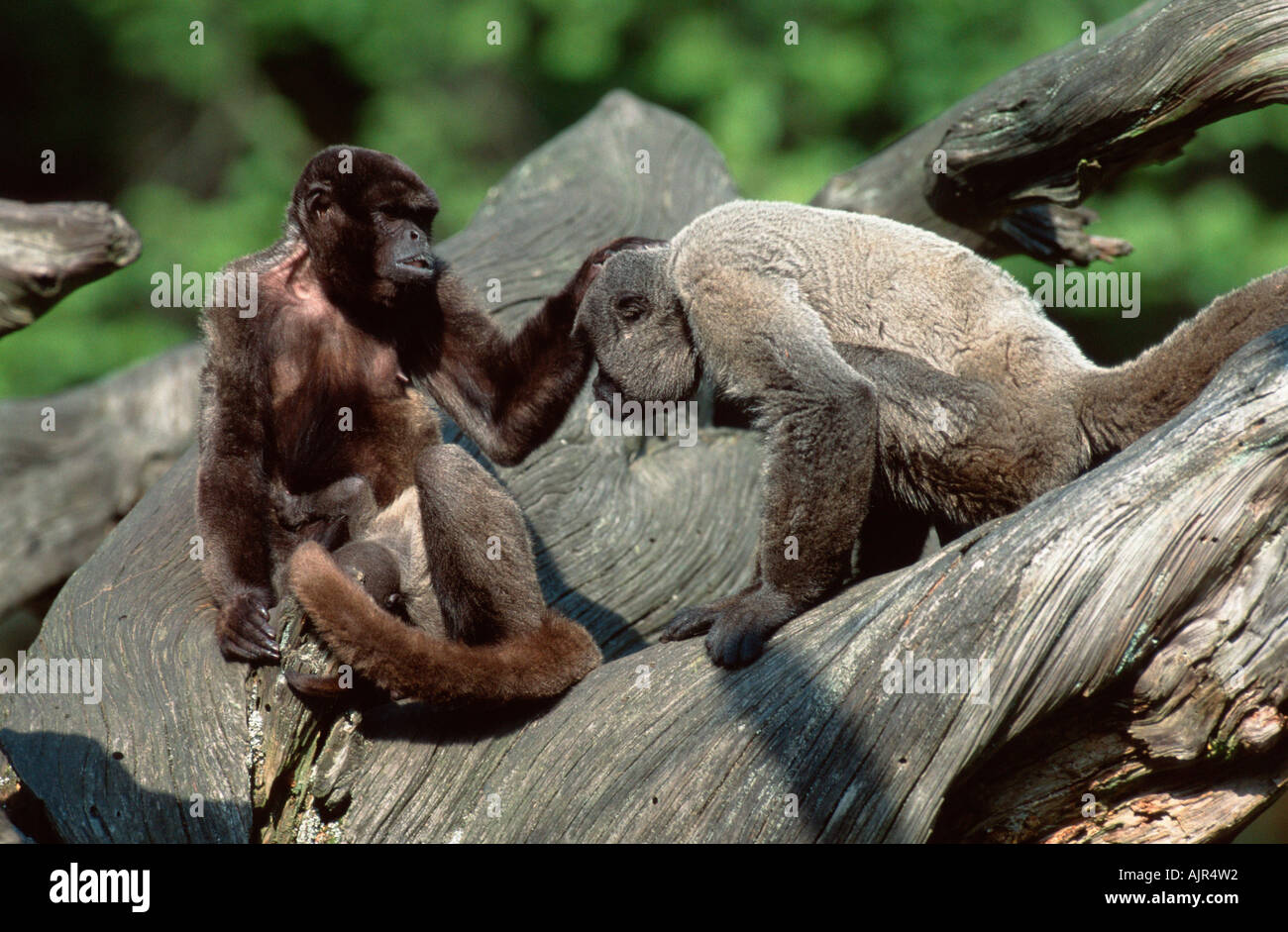 Comune di scimmie nebulose coppia Lagothrix lagotricha Foto Stock