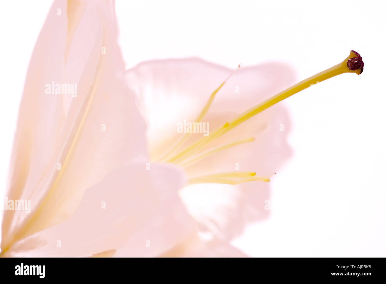 Una bella immagine di arte di un rosa Calla o Arum lily, Zantedeschia, mostrando stame e lo stigma contro uno sfondo bianco. Foto Stock