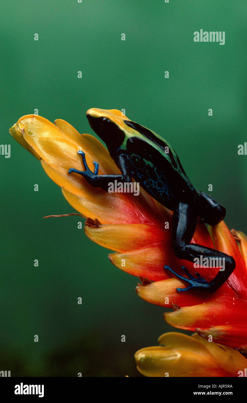 Tintura di freccia velenosa Frog Dendrobates tinctorius Poison Dart Frog Foto Stock