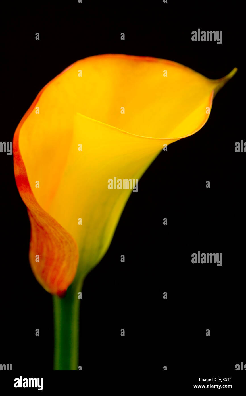 Unico fiore Zantedeschia "fiamma" contro uno sfondo nero. Foto Stock