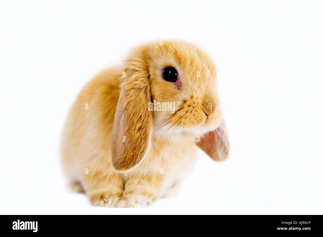 Tan Lop orecchio Bunny isolati su sfondo bianco Foto Stock