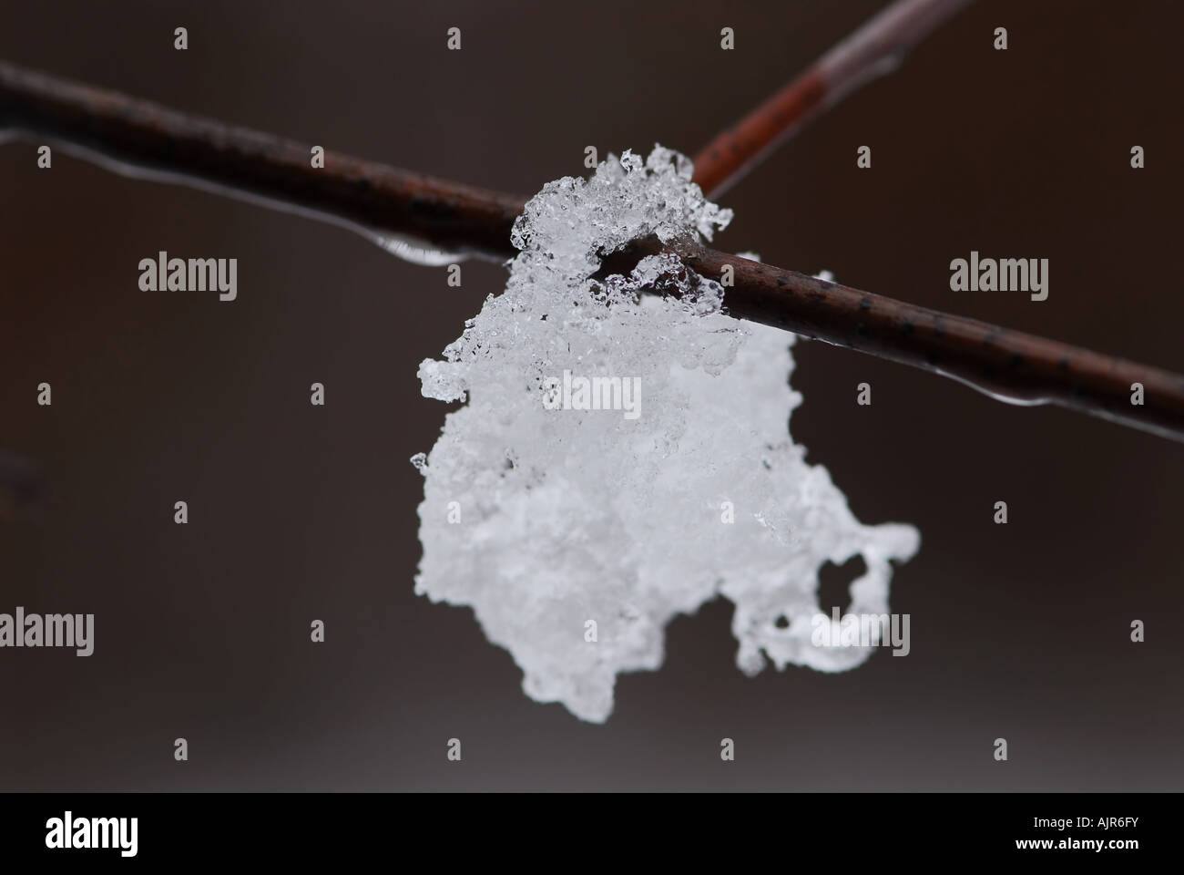 Neve di fusione appesi a un ramo di albero in inverno Foto Stock