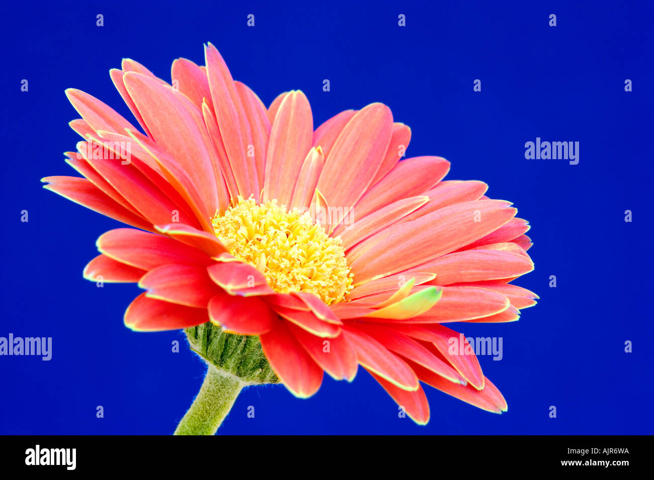Luminosa arancione o rosso Gerbera contro uno sfondo blu Foto Stock