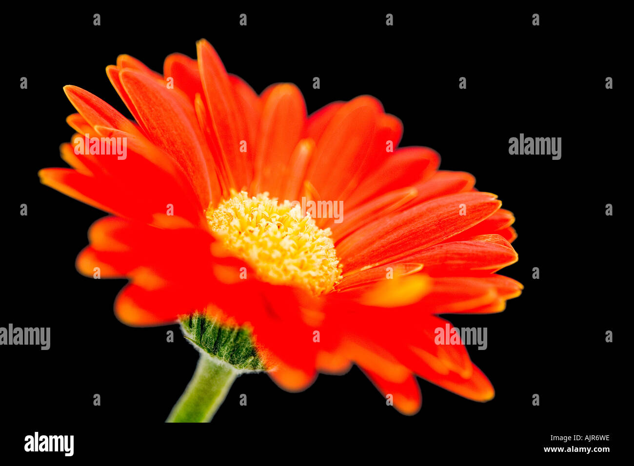 Luminosa arancione o rosso Gerbera contro uno sfondo nero Foto Stock