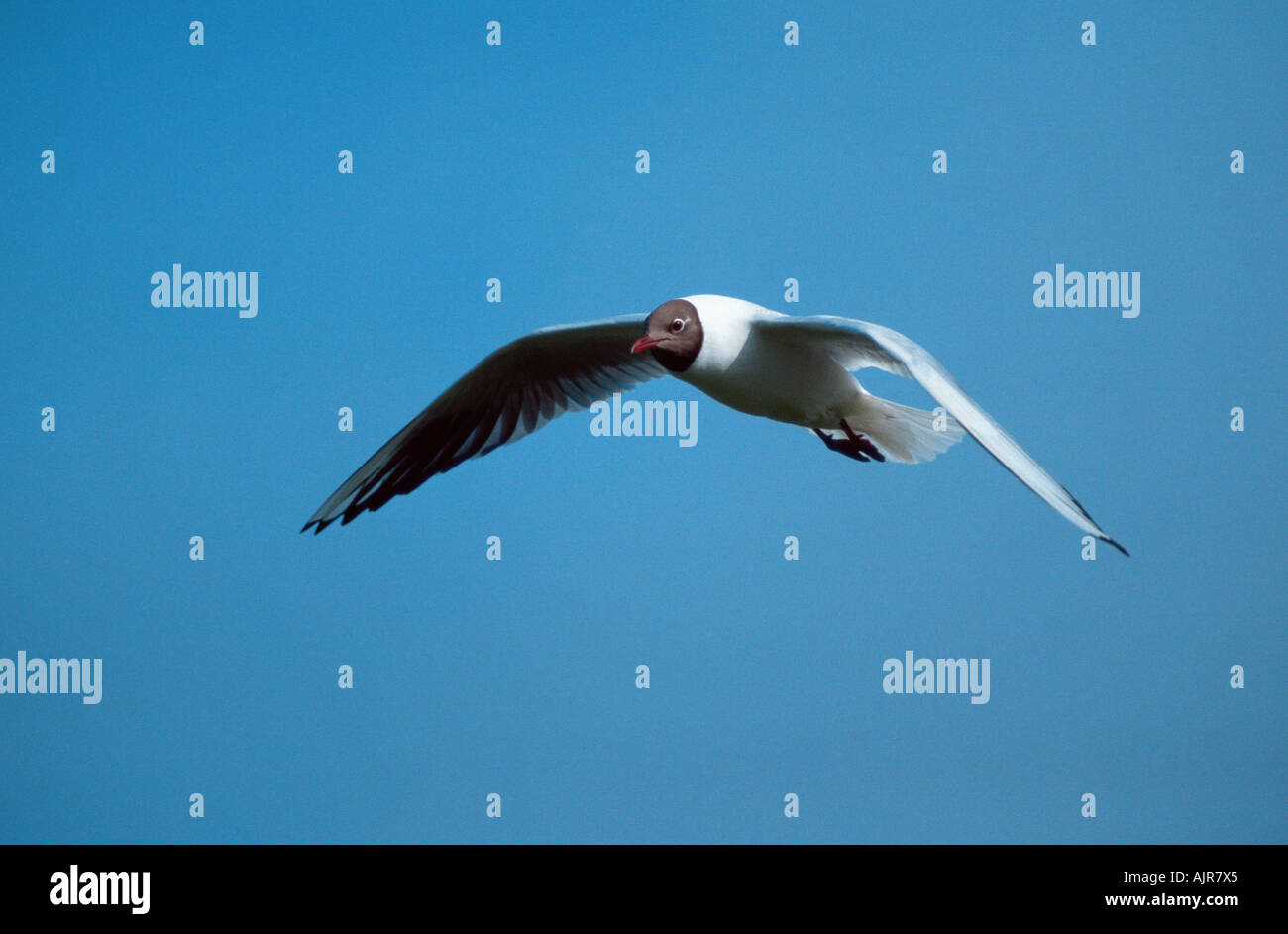 Testa nera Texel Gabbiano Paesi Bassi Larus ridibundus Foto Stock