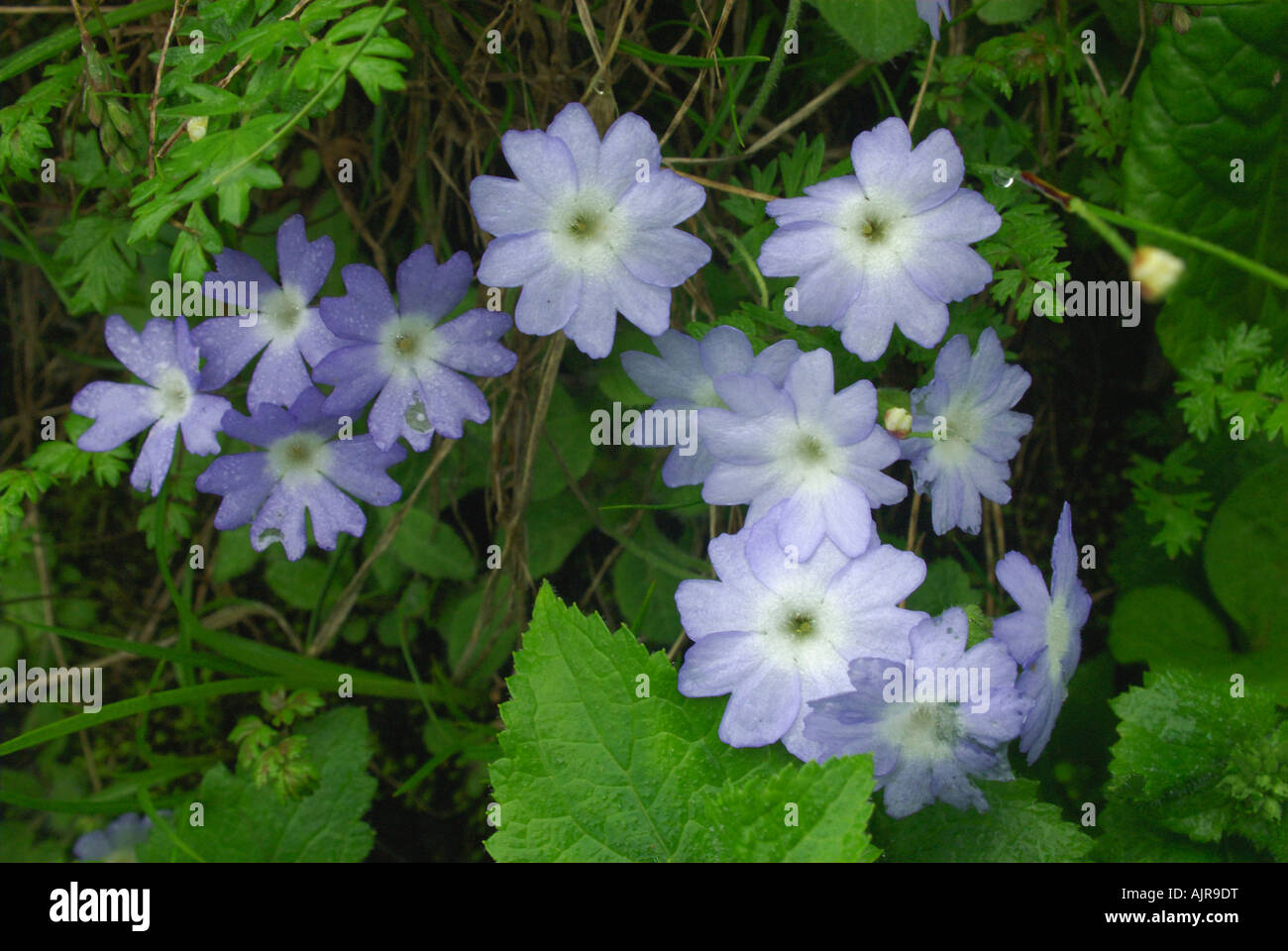 Primula crescere a 4000 m sul sentiero tra Machhapuchhre basecamp e Annapurna basecamp, Annapurna Santuario, Nepal Foto Stock