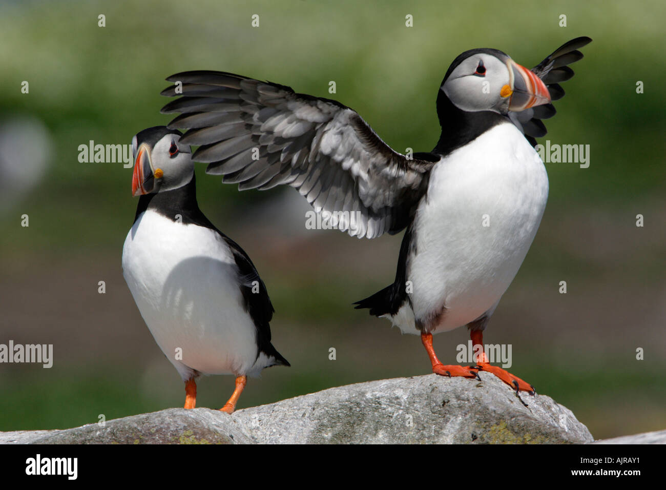 Puffini, Fratecula arctica, due uccelli, uno sbattimento le sue ali, Isola di fiocco farne isole, REGNO UNITO Foto Stock