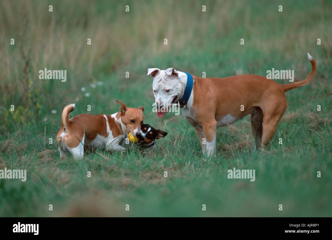 Jack Russell Terrier e American Staffordshire Terrier pitbull Foto Stock