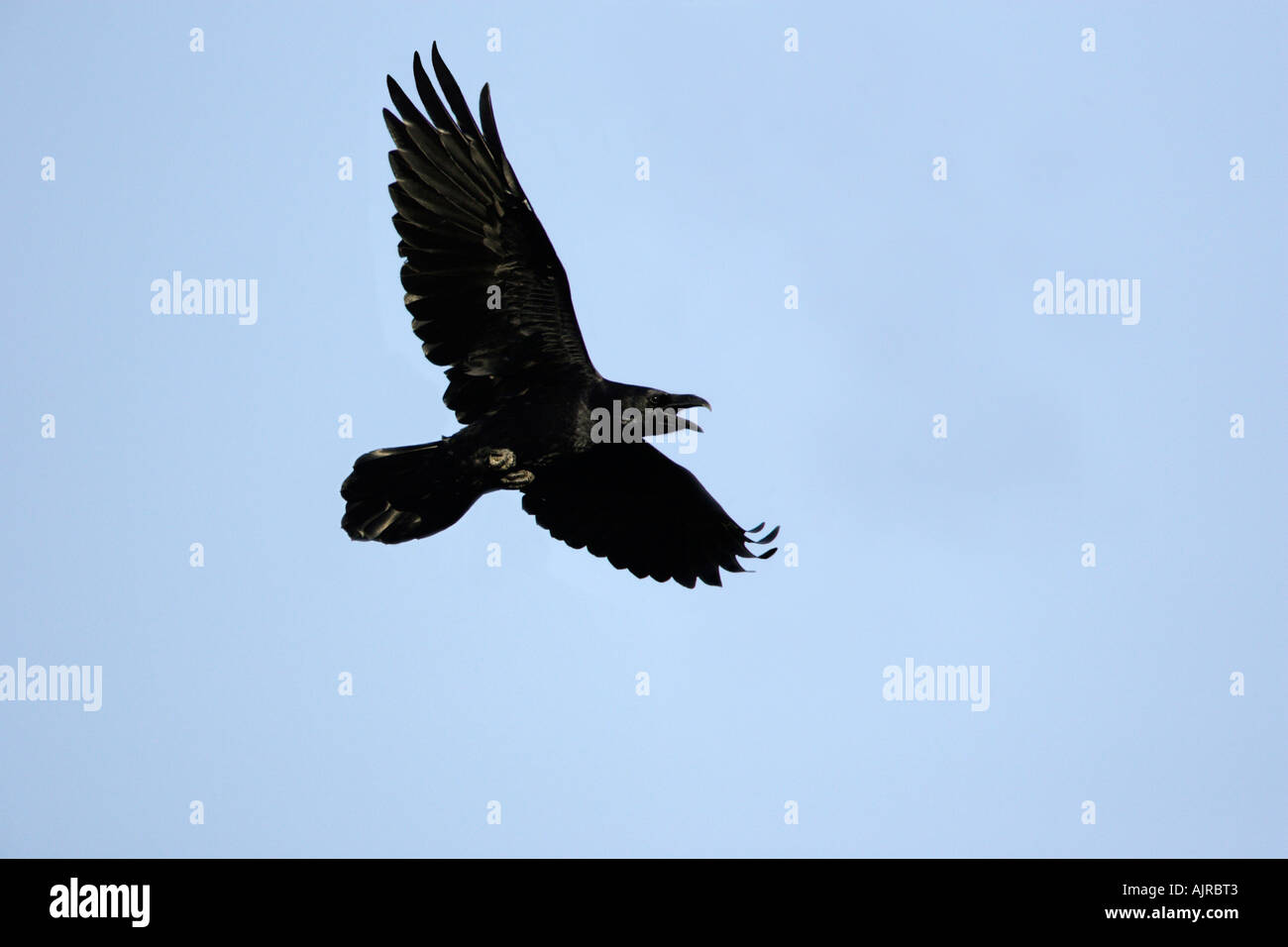 Raven, Corvus corax, in volo chiamando Foto Stock