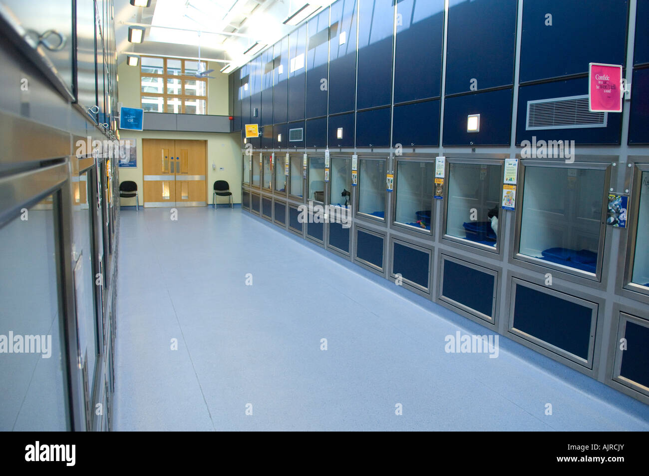 Il gatto nazionale centro su Ashdown Forest East Sussex.Picture da Jim Holden. Foto Stock