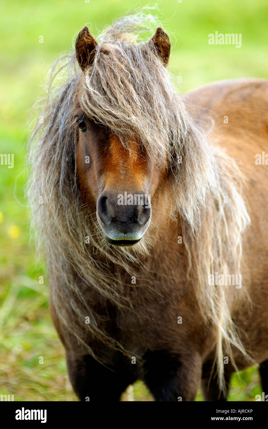 Ritratto di una pony di Shetland, Isola di Shetland, Scozia, Regno Unito Foto Stock