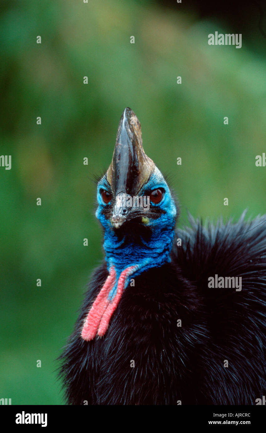 Doppio wattled Casuario casuarius Casuarius Casuario australiano Foto Stock