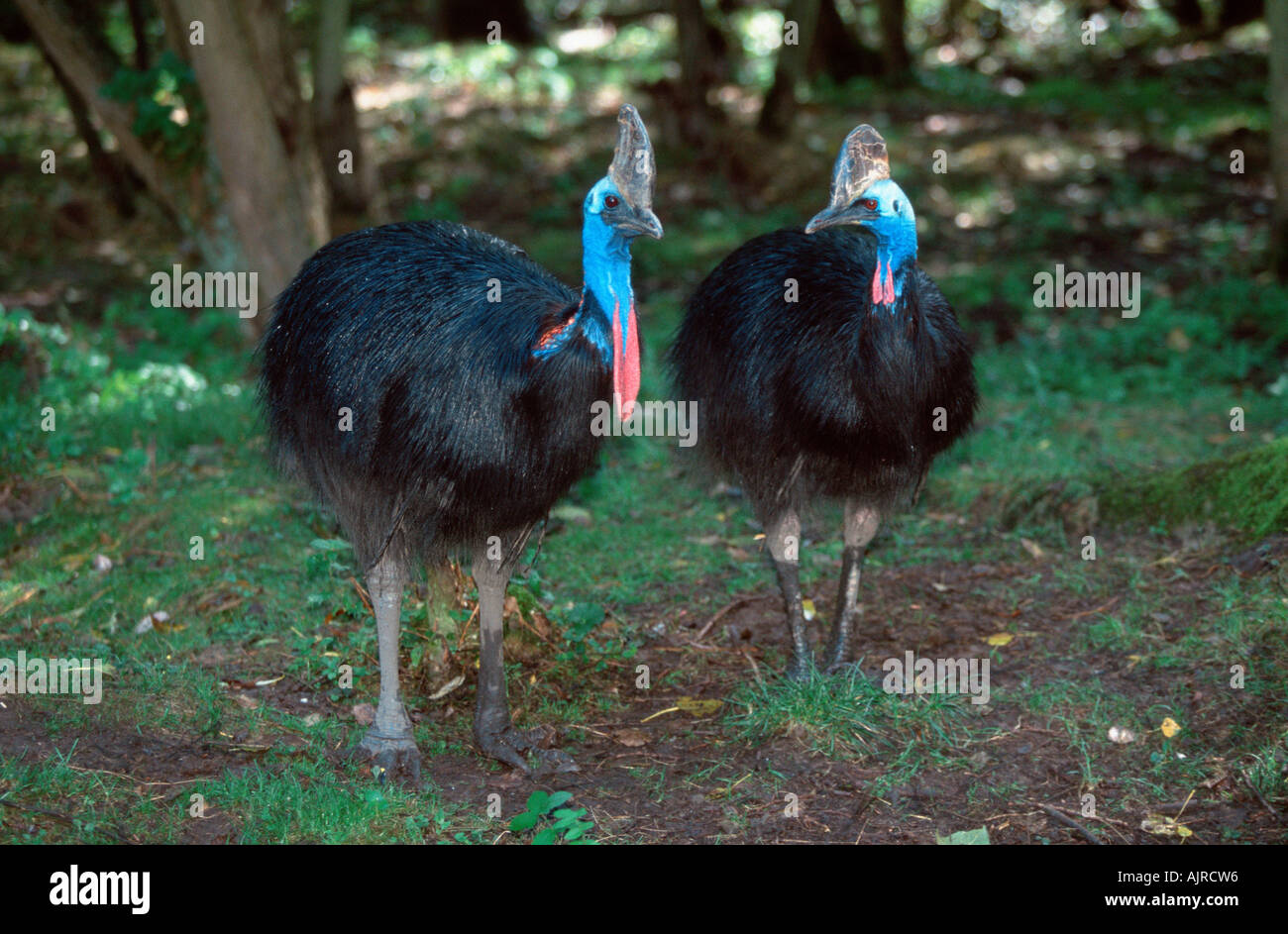 Doppio wattled casuari coppia Casuarius casuarius Casuario australiano Foto Stock