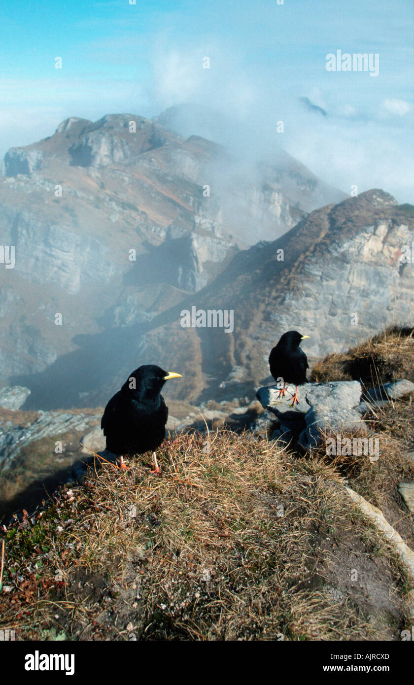 Gracchi alpini Svizzera Pyrrhocorax graculus alpi Foto Stock