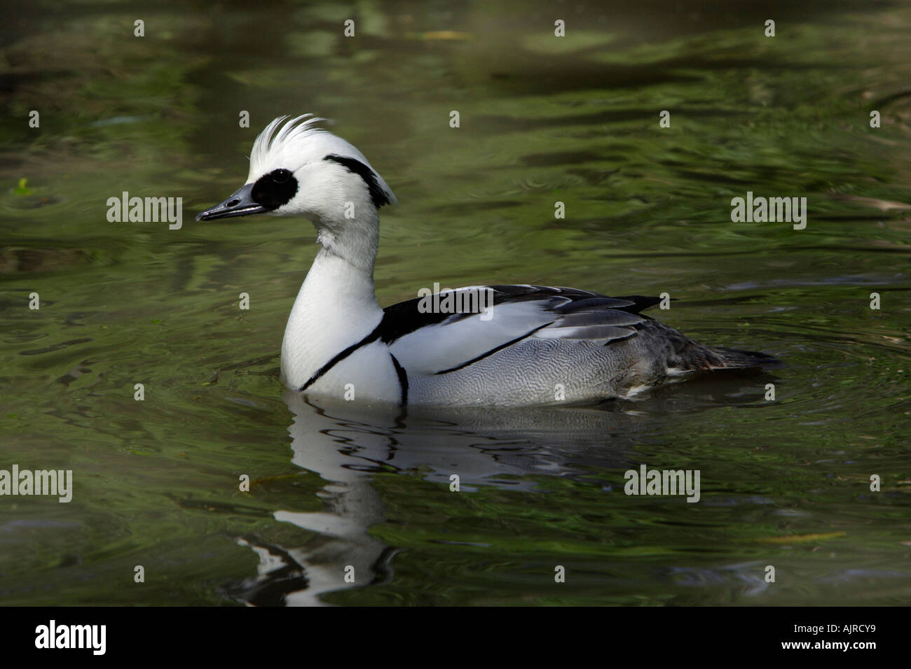 Smew, Mergus albellus, maschio nuoto sul lago Foto Stock