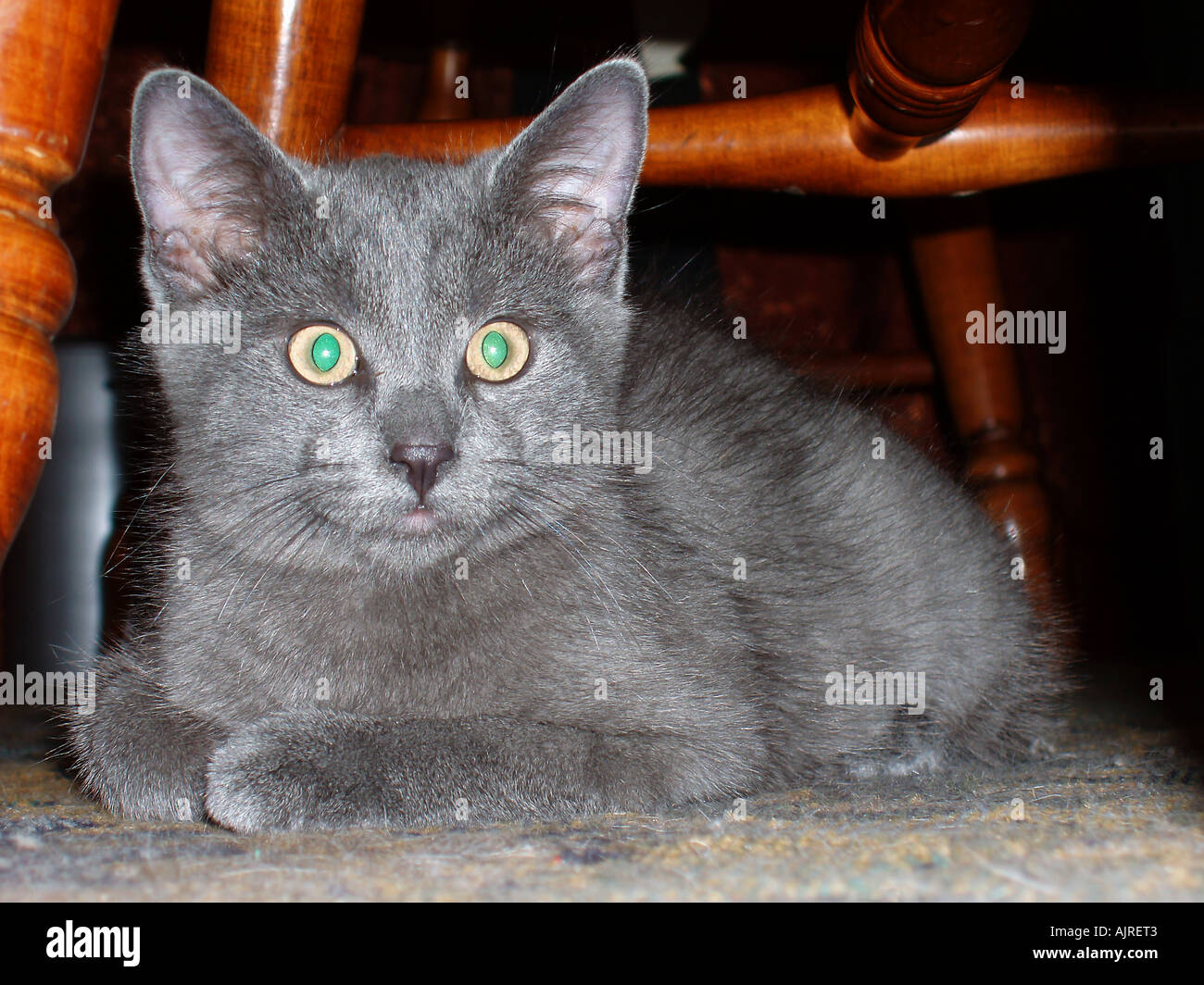 Piccolo gattino sotto la sedia Foto Stock
