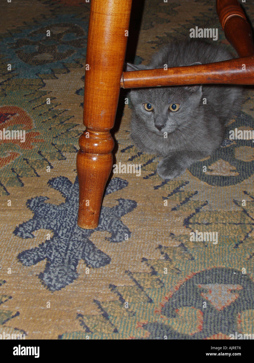 Gattino sotto la sedia Foto Stock