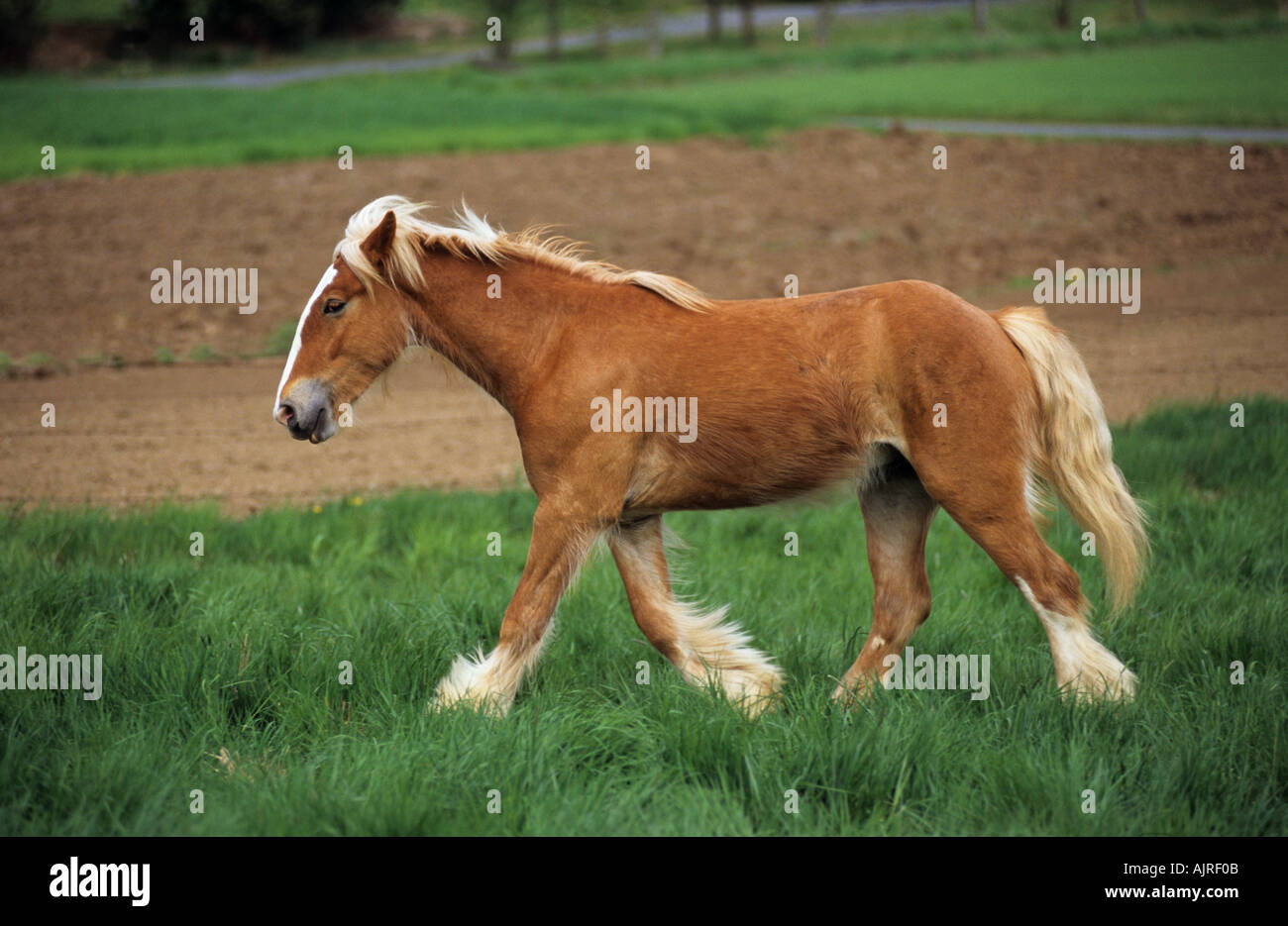 Tinker Pony cavallo - trotto su prato Foto Stock