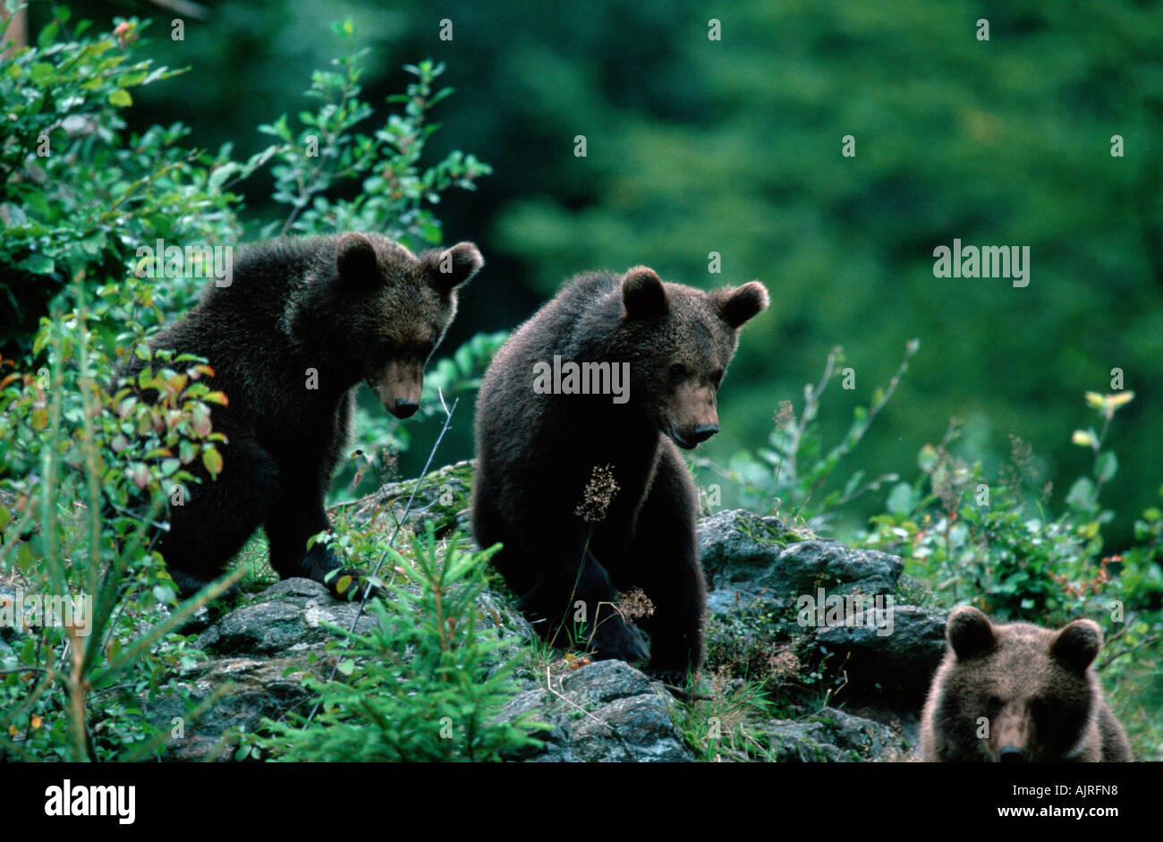 Unione Orso Bruno cubs Ursus arctos Foto Stock