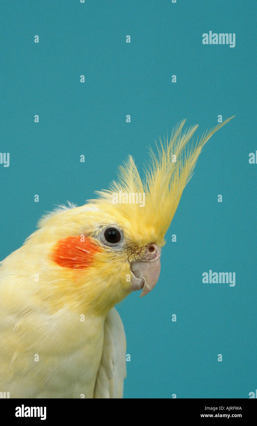 Femmina Cockatiel Nymphicus hollandicus Foto Stock