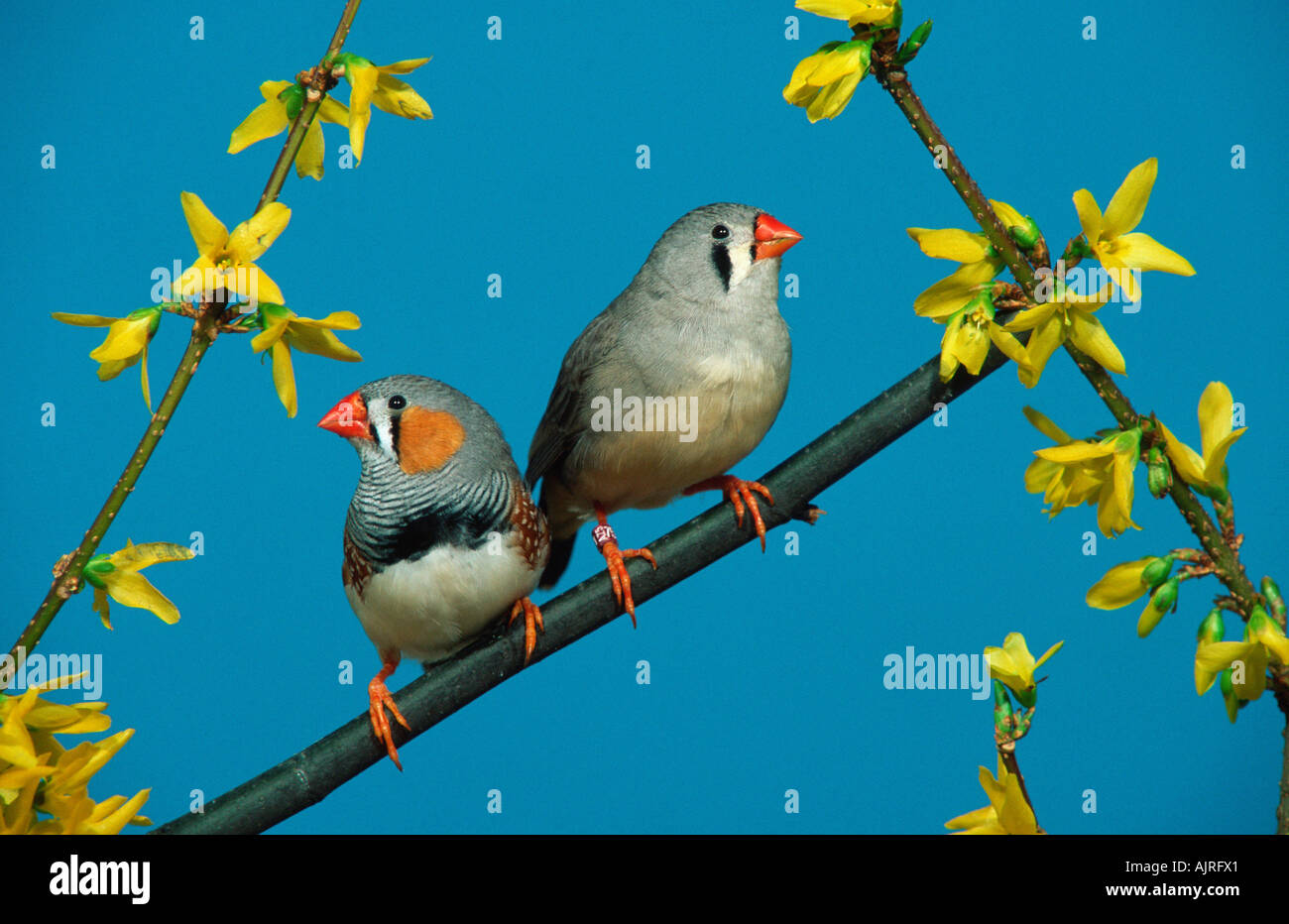 Zebra Finches coppia Taeniopygia guttata Foto Stock
