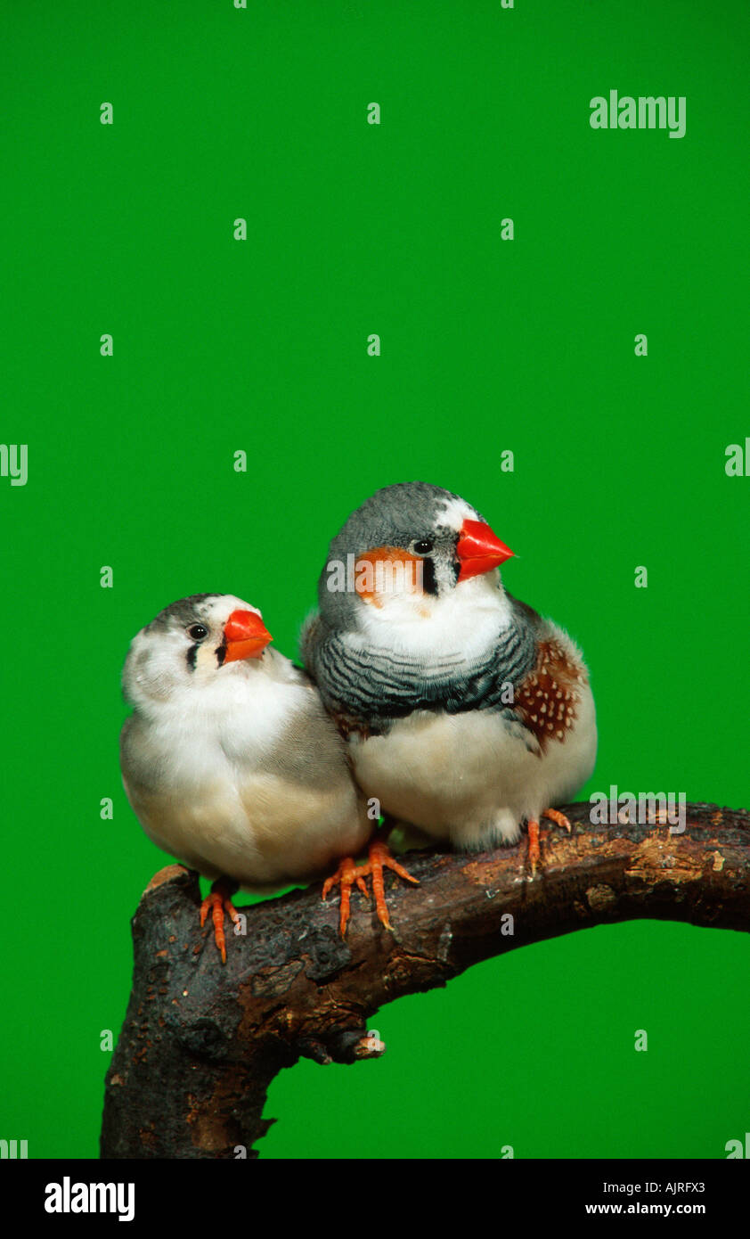 Zebra Finches coppia pied Taeniopygia guttata Foto Stock