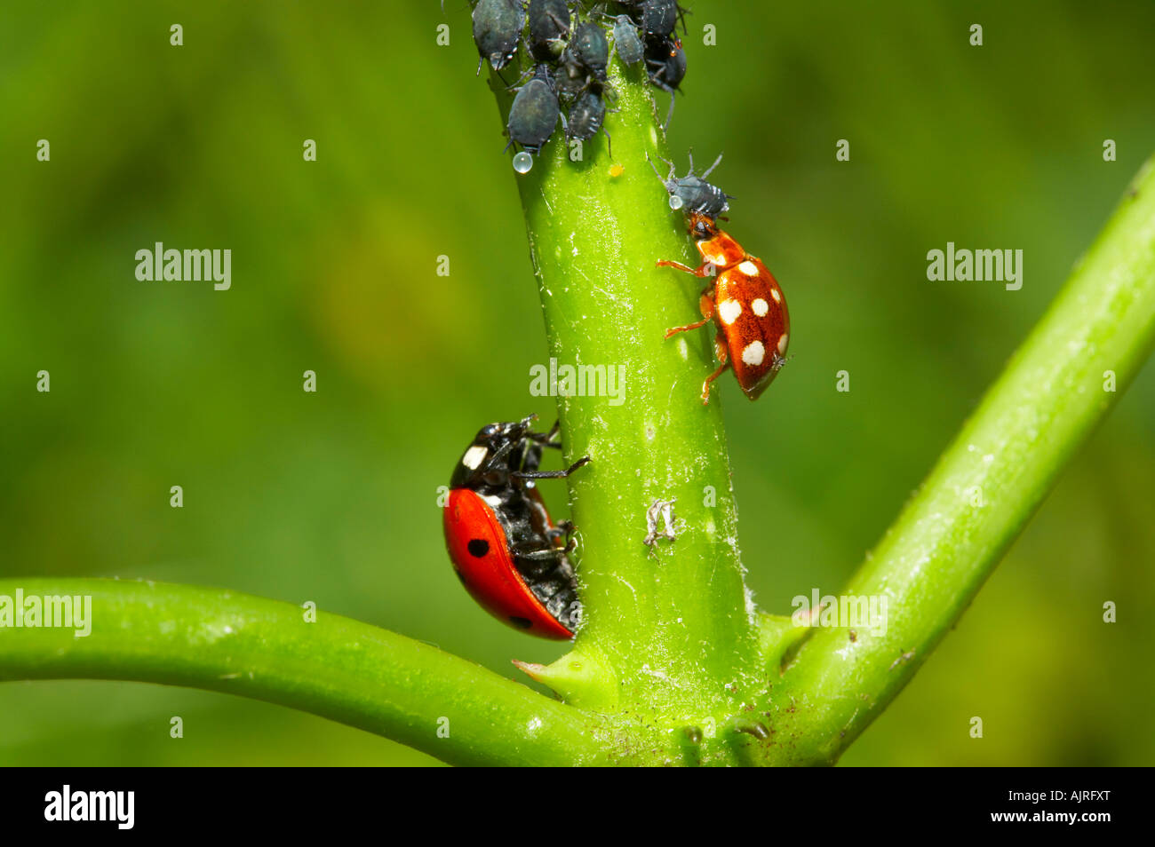 Sette-avvistato e crema-spot ladybird alimentazione su blackfly in giardino, Essex Foto Stock