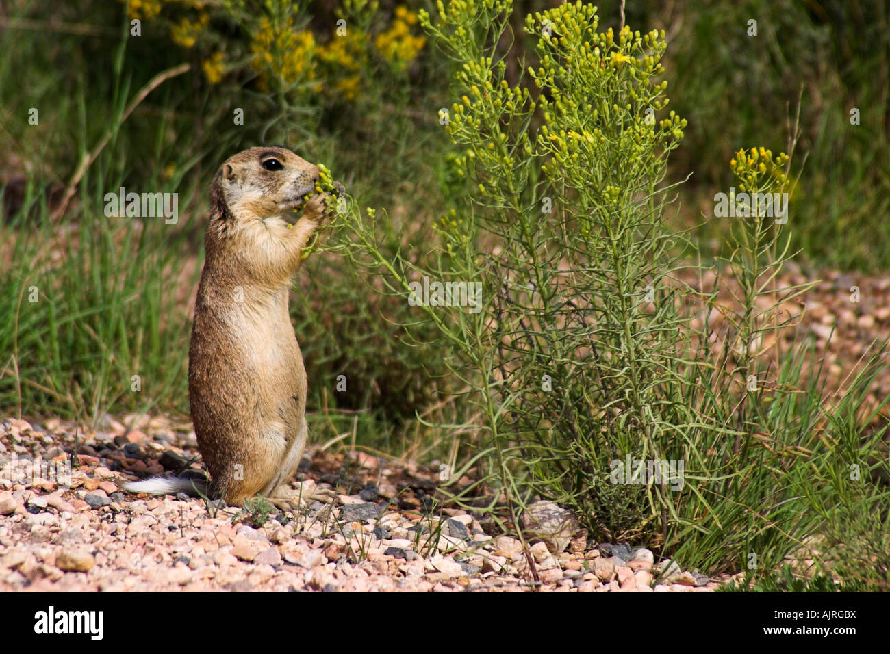 In via di estinzione Utah prairie dog Cynomys parvidens in piedi Foto Stock