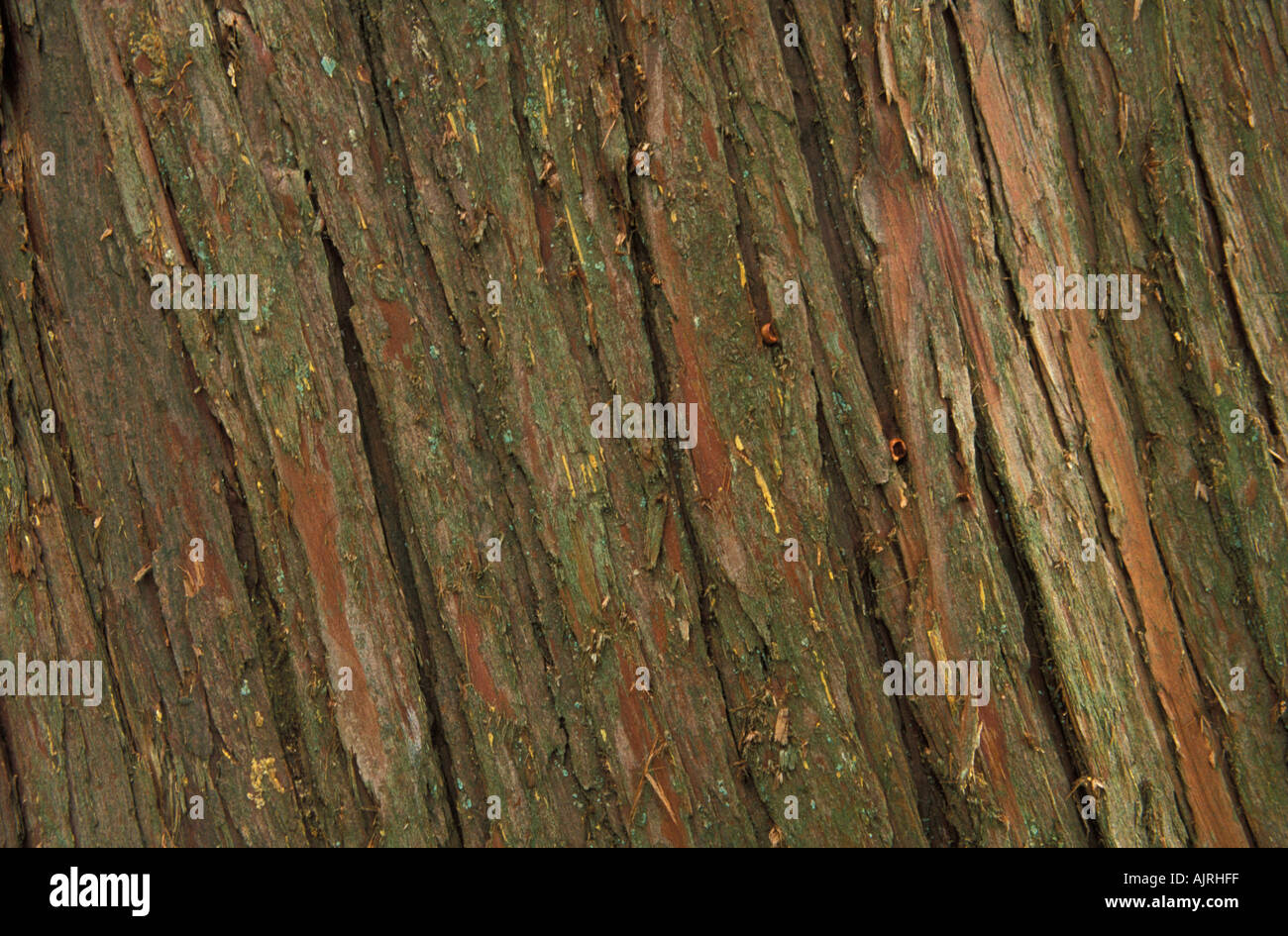 Cipresso di Nootka Foto Stock