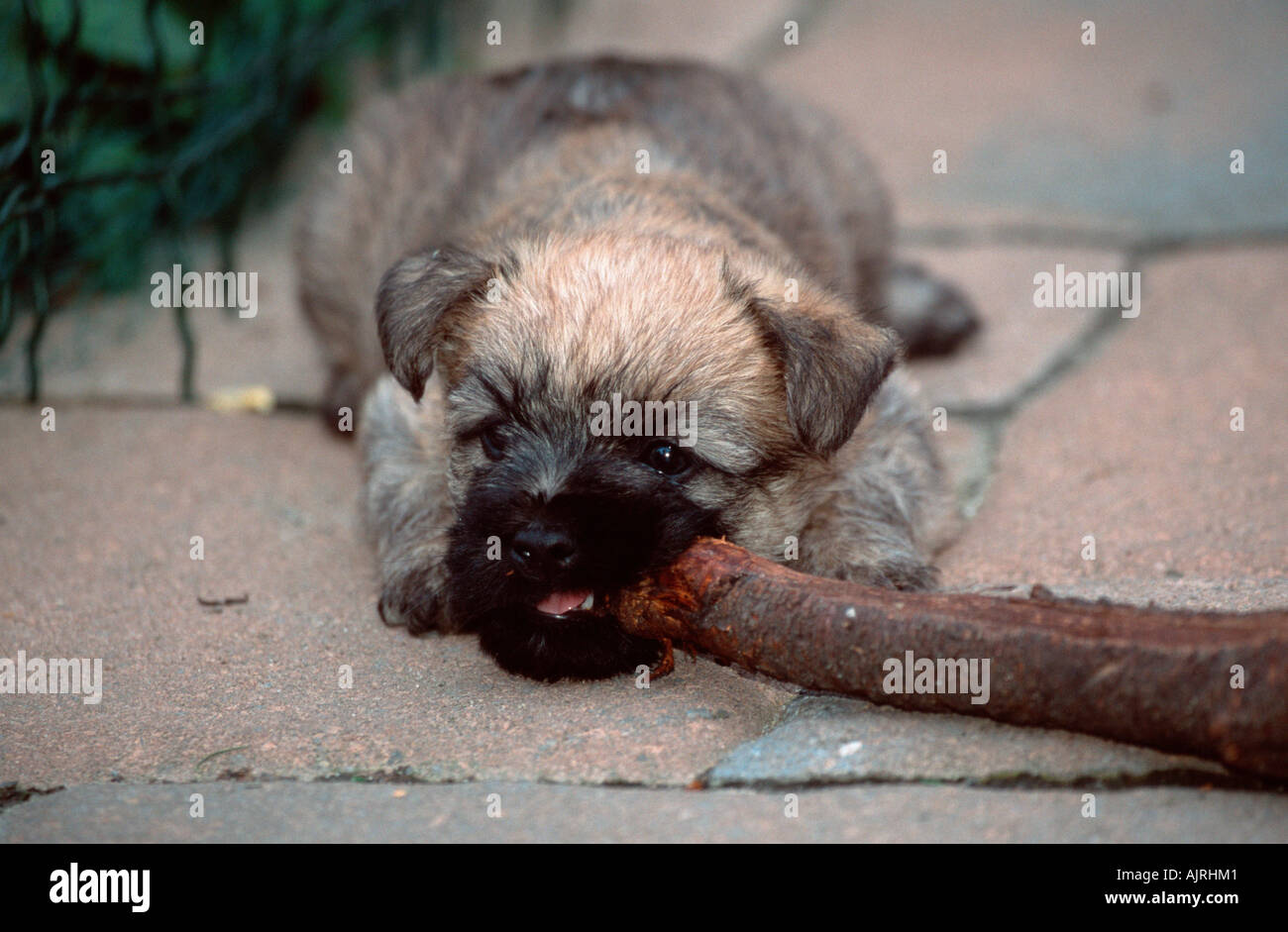 Cairn Terrier cucciolo 6 settimane rosicchia sul ramo Foto Stock