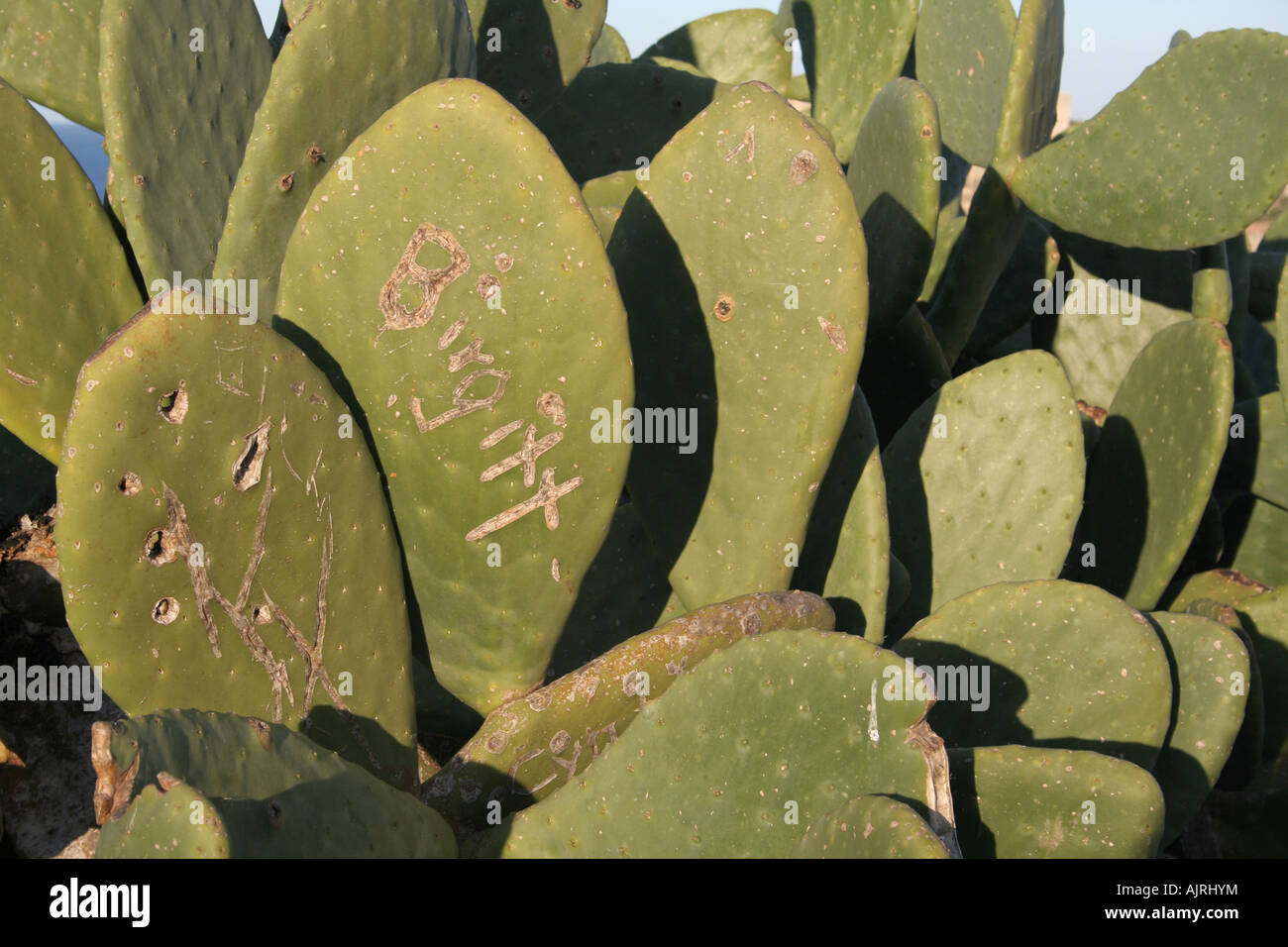 Foglie di fico d'india tree (Opuntia ficus-indica) con un nome scolpito su una foglia Foto Stock