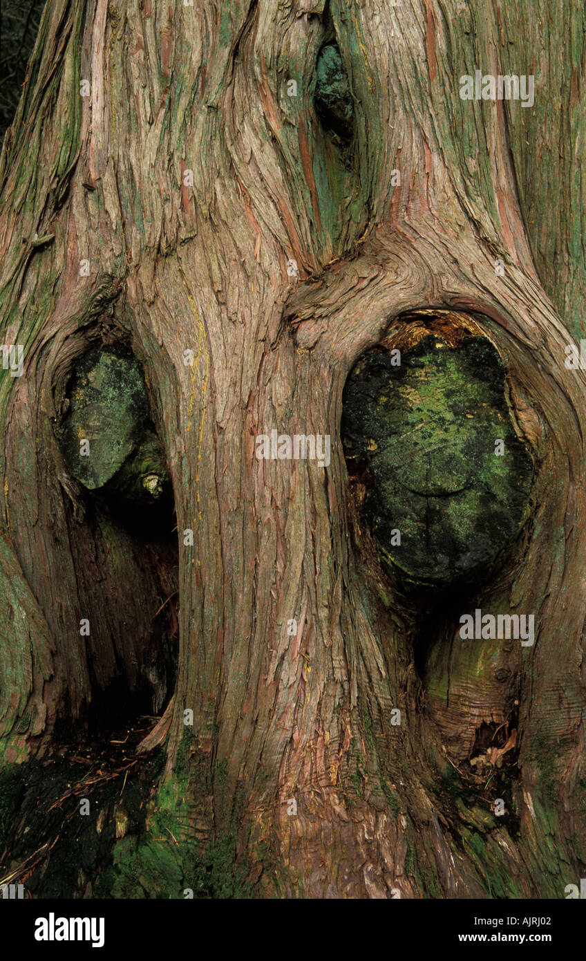 Cipresso di Nootka Foto Stock