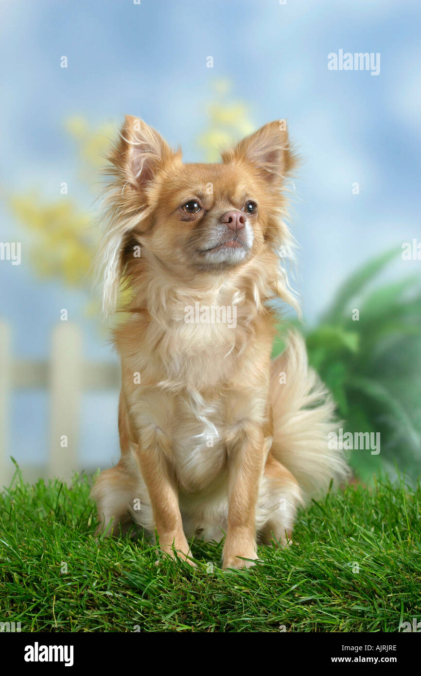 Chihuahua capelli lunghi Chihuahua langhaarig Foto Stock