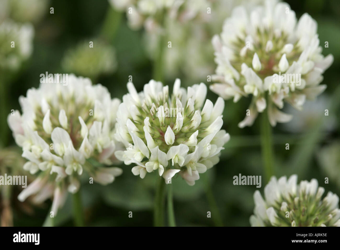 Piccolo trifoglio bianco Trifolium repens perenne le teste dei fiori la contea di Down Irlanda del Nord Foto Stock