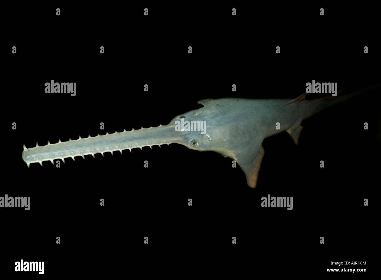 Sawfish Pristis pectinatus esemplare conservato Amazzonia Amazonas Brasile Foto Stock