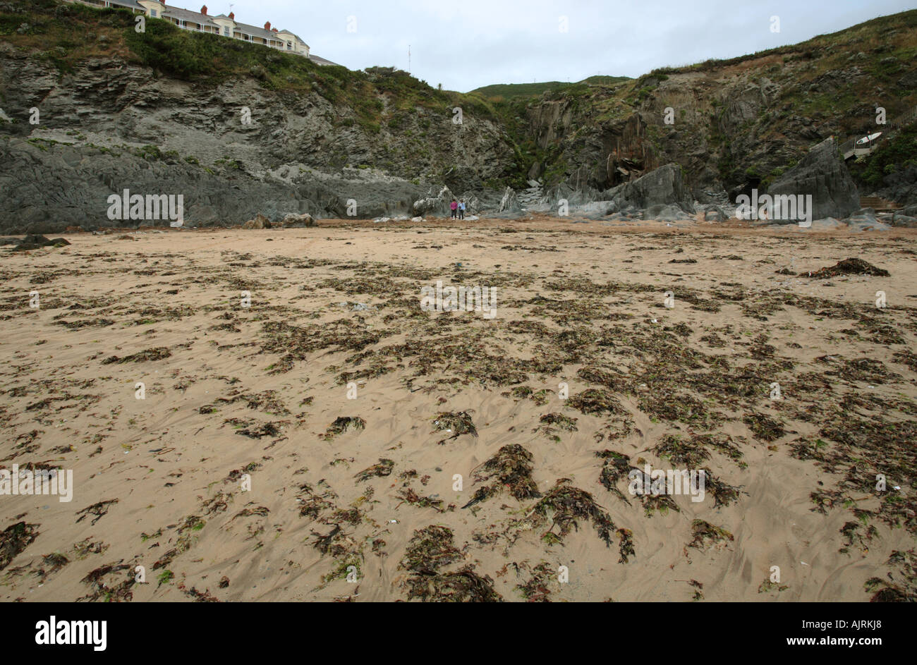 Woolacombe, North Devon, alghe sulla spiaggia con la bassa marea, Regno Unito, Europa Foto Stock