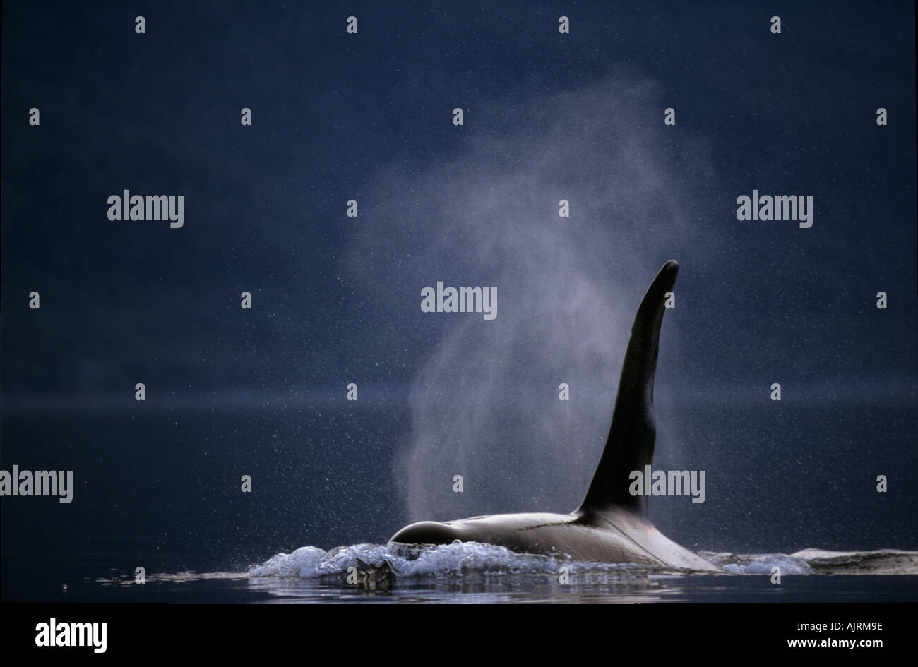 Resident orche Johnstone Strait BC Canada Foto Stock