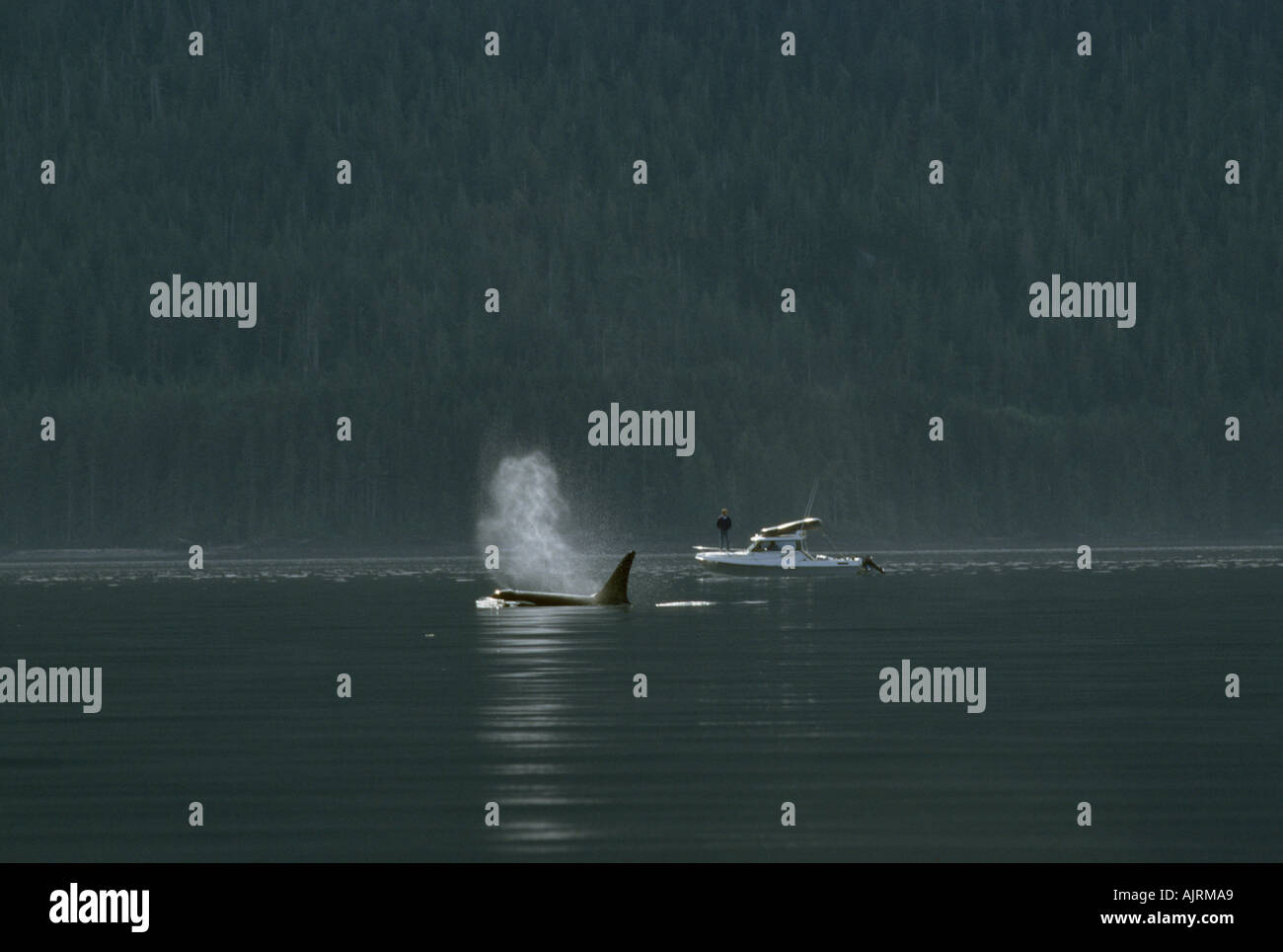 Resident orche Johnstone Strait BC Canada Foto Stock