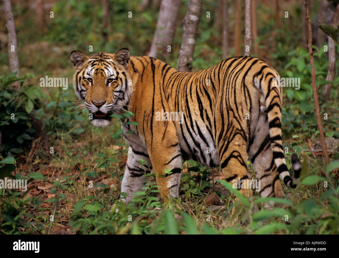 Tigre indocinese (Panthera tigris corbetti). Phnom Tamao Zoo, Cambogia Foto Stock