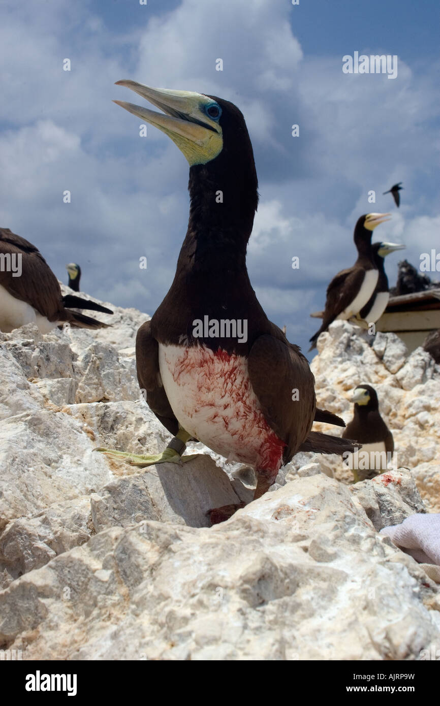 Feriti brown booby Sula leucogaster San Pietro e di San Paolo s rocce Brasile Oceano Atlantico Foto Stock