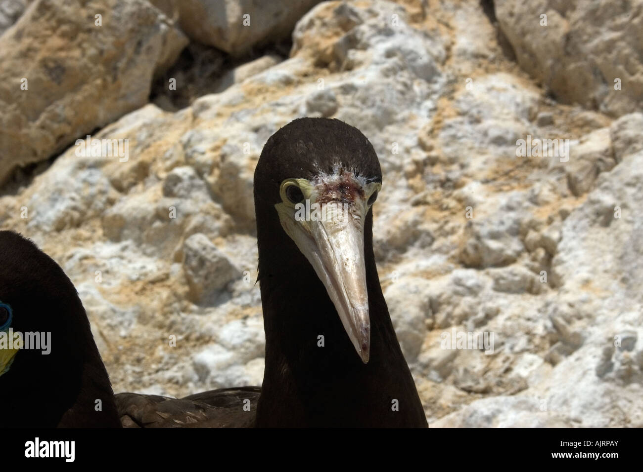 Feriti brown booby Sula leucogaster San Pietro e di San Paolo s rocce Brasile Oceano Atlantico Foto Stock