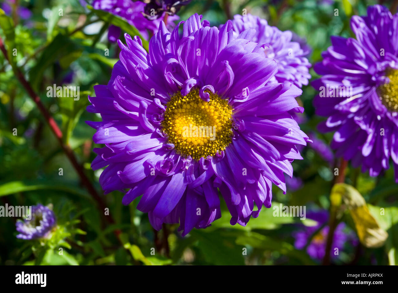 Una bella viola e fiore giallo Foto Stock
