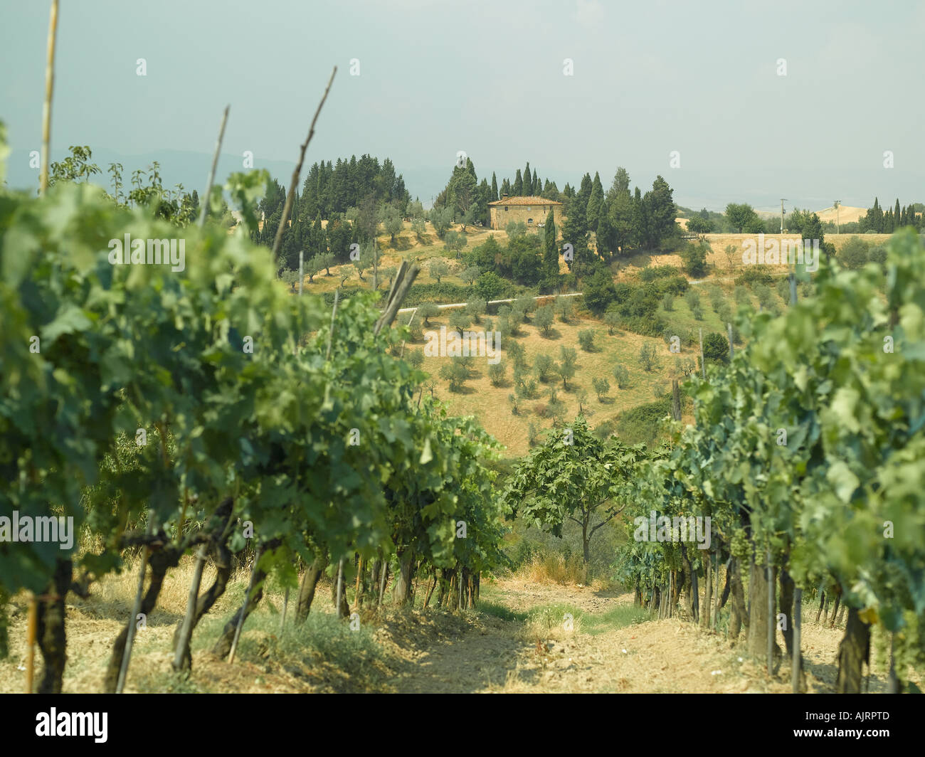 Paesaggio italiano - vigneti e oliveti - fascia alta Hasselblad immagine digitale 61mb Foto Stock