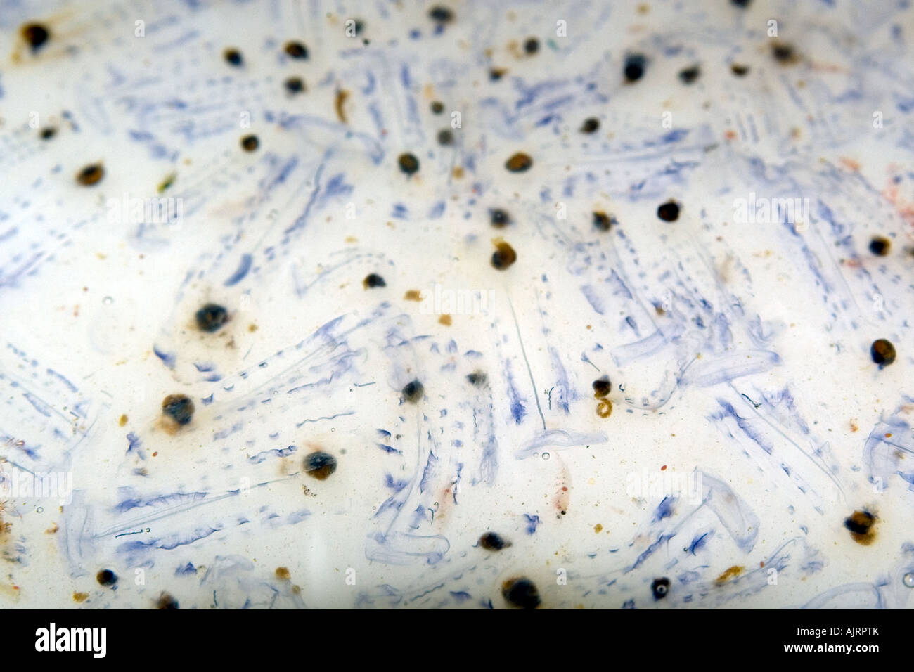 Salps San Pietro e di San Paolo s rocce Brasile Oceano Atlantico Foto Stock