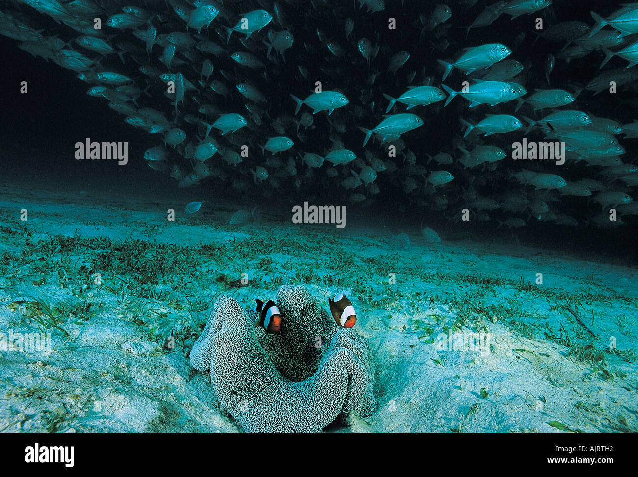 A doppio spiovente anemonefishes, Amphiprion polymnus e tonno obeso trevallies, Caranx sexfasciatus, Busuanga Filippine. Foto Stock