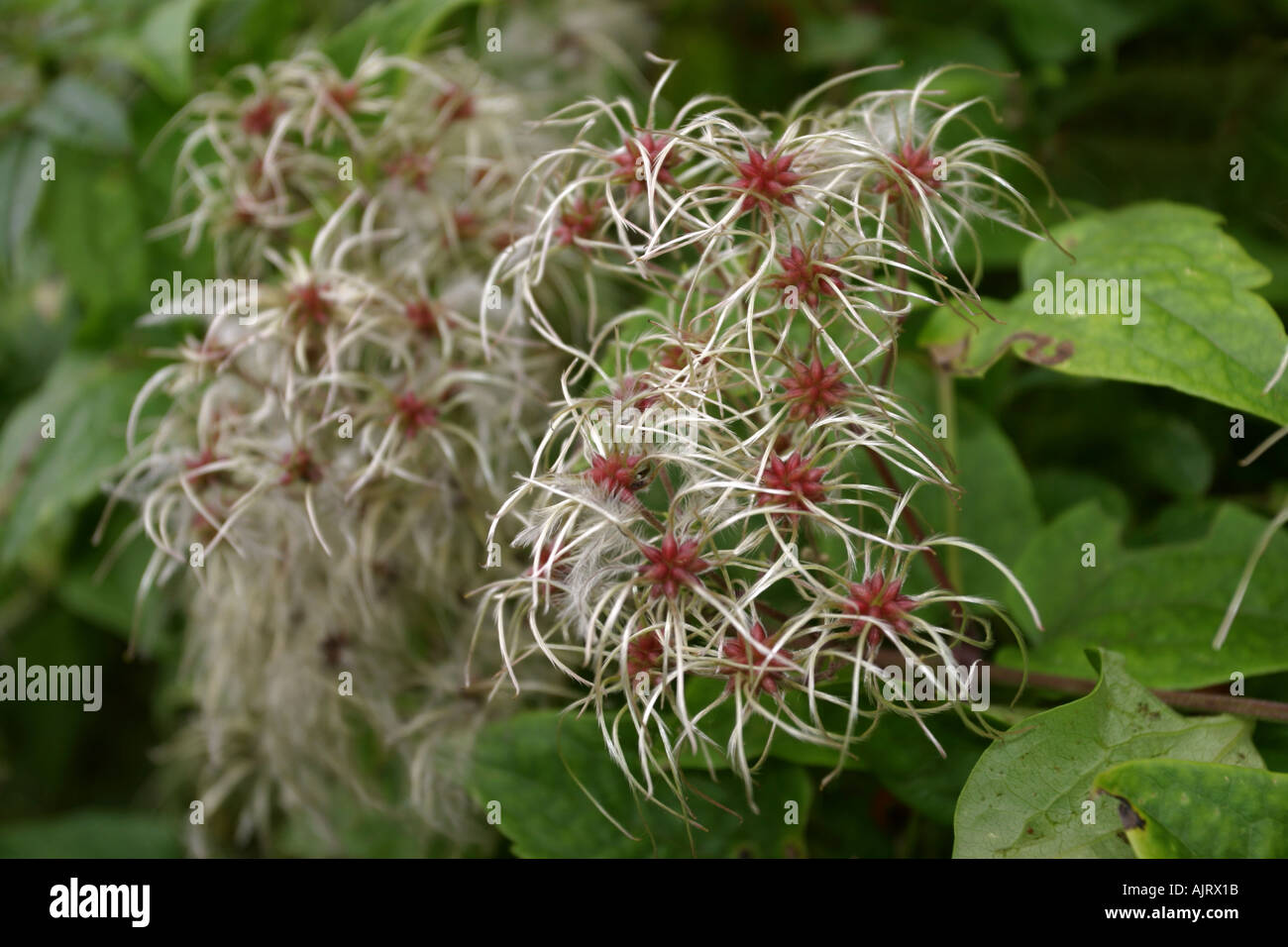 Clematis vitalba o vecchio Mans in barba a Kent wood Foto Stock